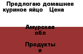 Предлогаю домашнее куриное яйцо › Цена ­ 100 - Амурская обл. Продукты и напитки » Фермерские продукты   